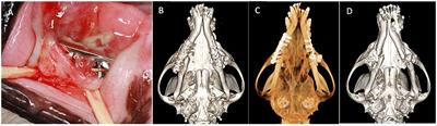 Management of failed stainless steel implants in the oromaxillofacial region of dogs